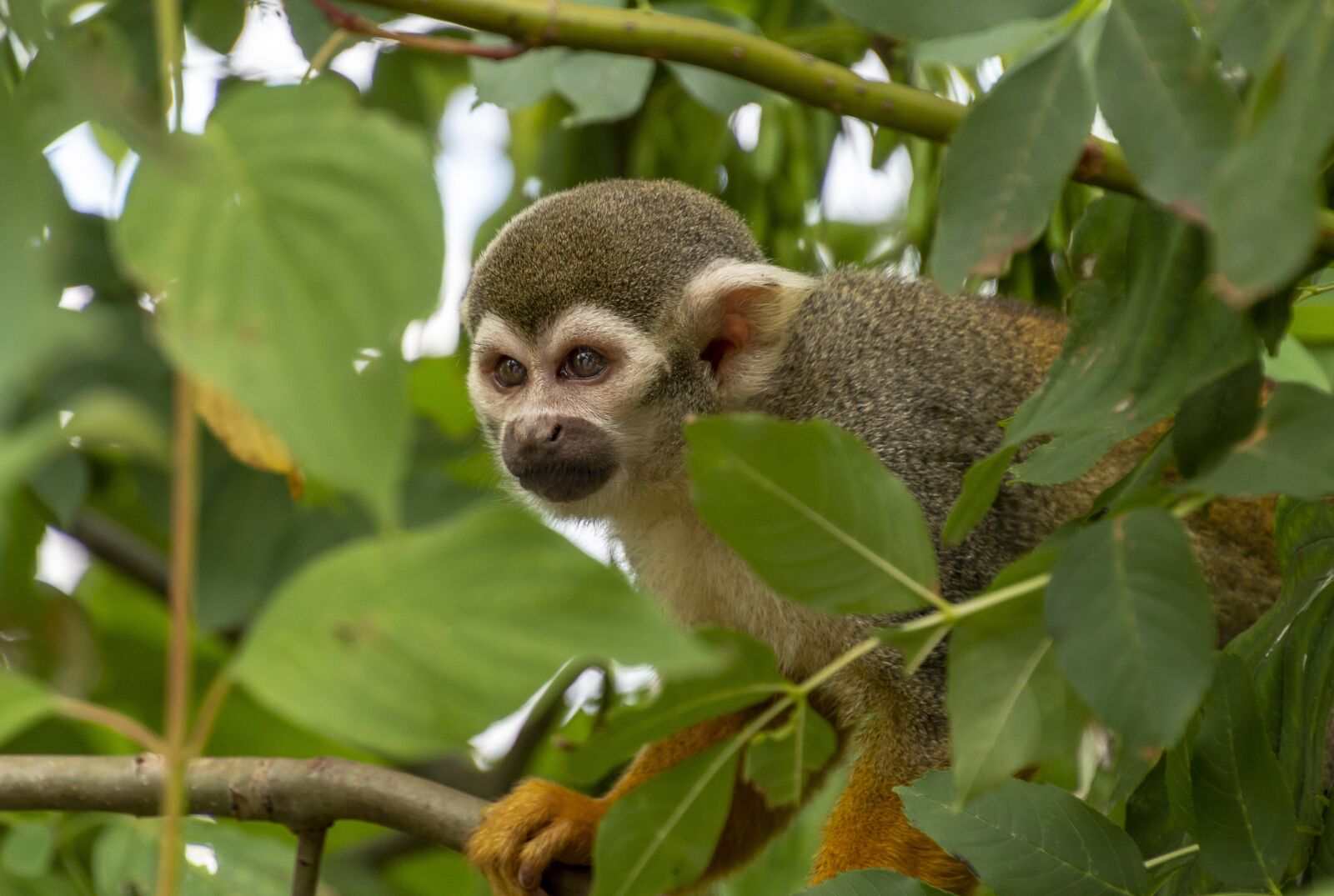 Nikon D7200 sample photo. Monkey, tree, animal photography