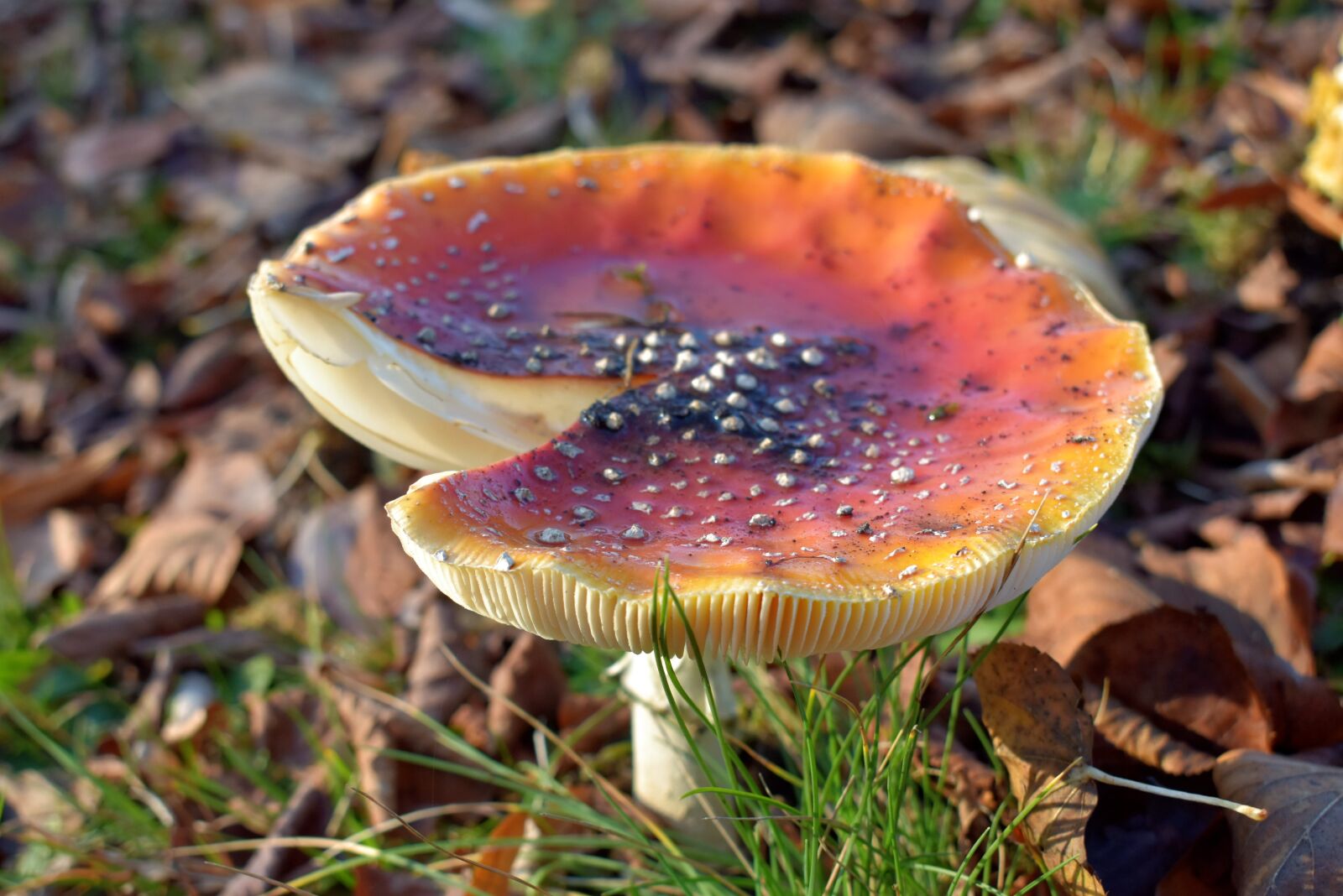 Nikon D5600 sample photo. Autumn, mushroom, fly agaric photography