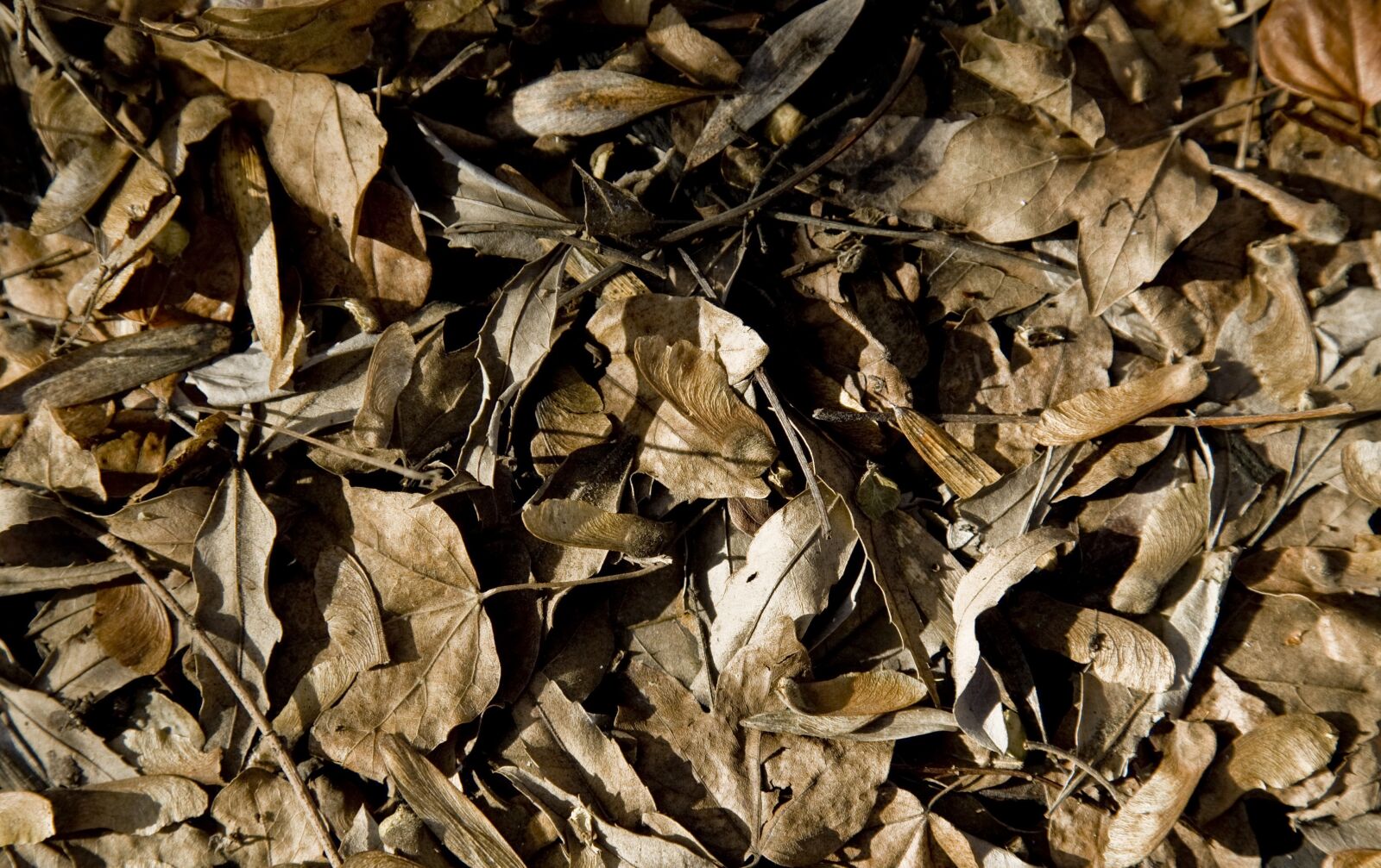 Canon EOS 5D sample photo. Nature, leaves, dry photography