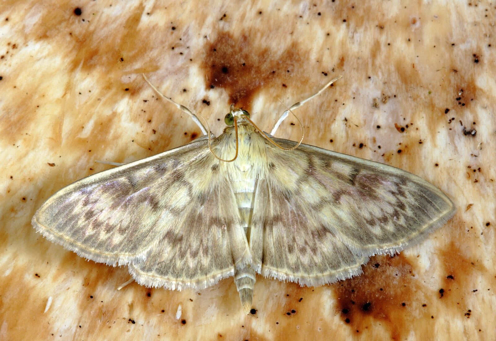 Canon EOS 400D (EOS Digital Rebel XTi / EOS Kiss Digital X) sample photo. Moth, macro, insect photography