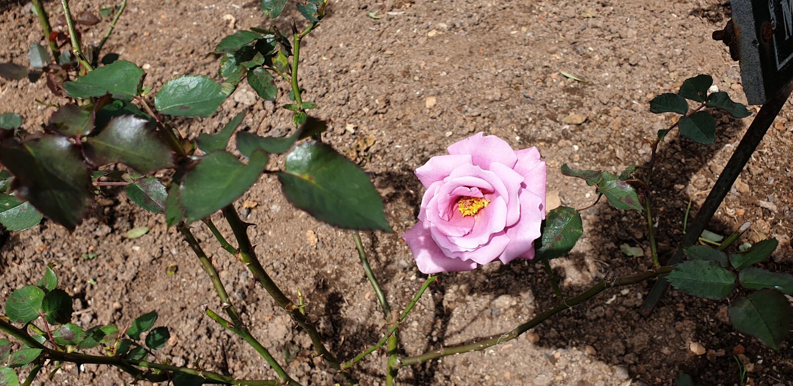 Samsung Galaxy Note9 sample photo. Floral rose, garden rose photography