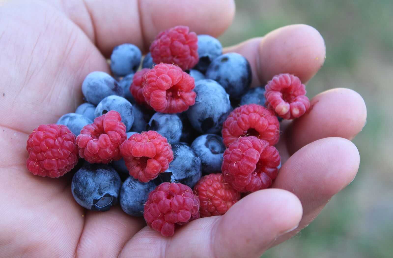 Canon EOS 1200D (EOS Rebel T5 / EOS Kiss X70 / EOS Hi) sample photo. Raspberries, blueberries, summer photography
