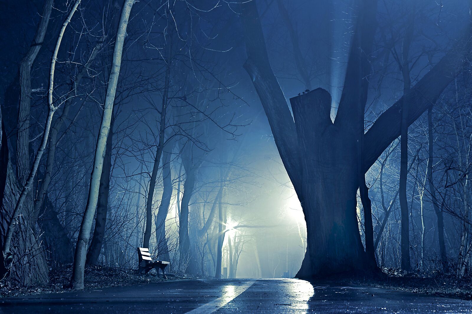 Pentax K-S2 sample photo. Night, park, the fog photography