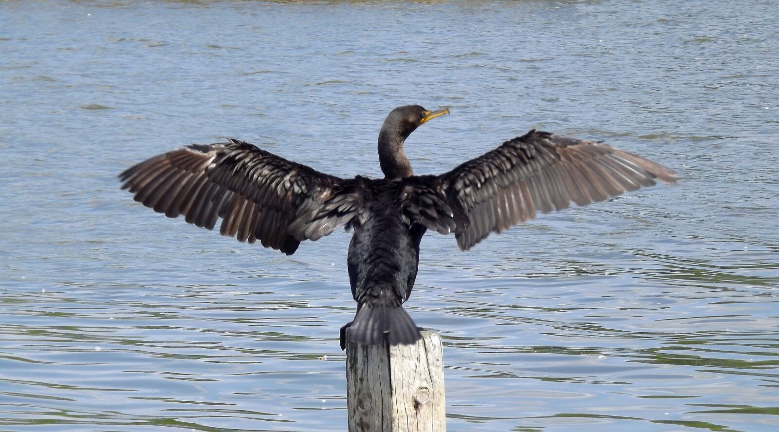 Fujifilm FinePix S3400 sample photo. Fauna, birds, wild photography