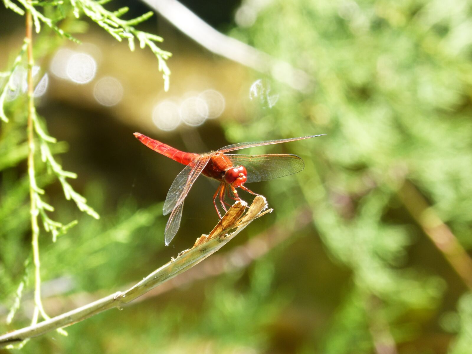 Panasonic DMC-FZ62 sample photo. Dragonfly, red dragonfly, erythraea photography