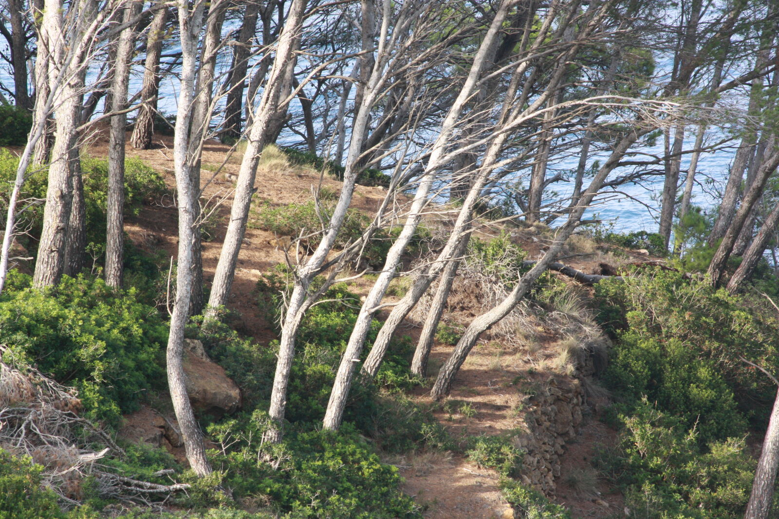 Canon EOS 1000D (EOS Digital Rebel XS / EOS Kiss F) sample photo. Beach, forest, mountain, sea photography