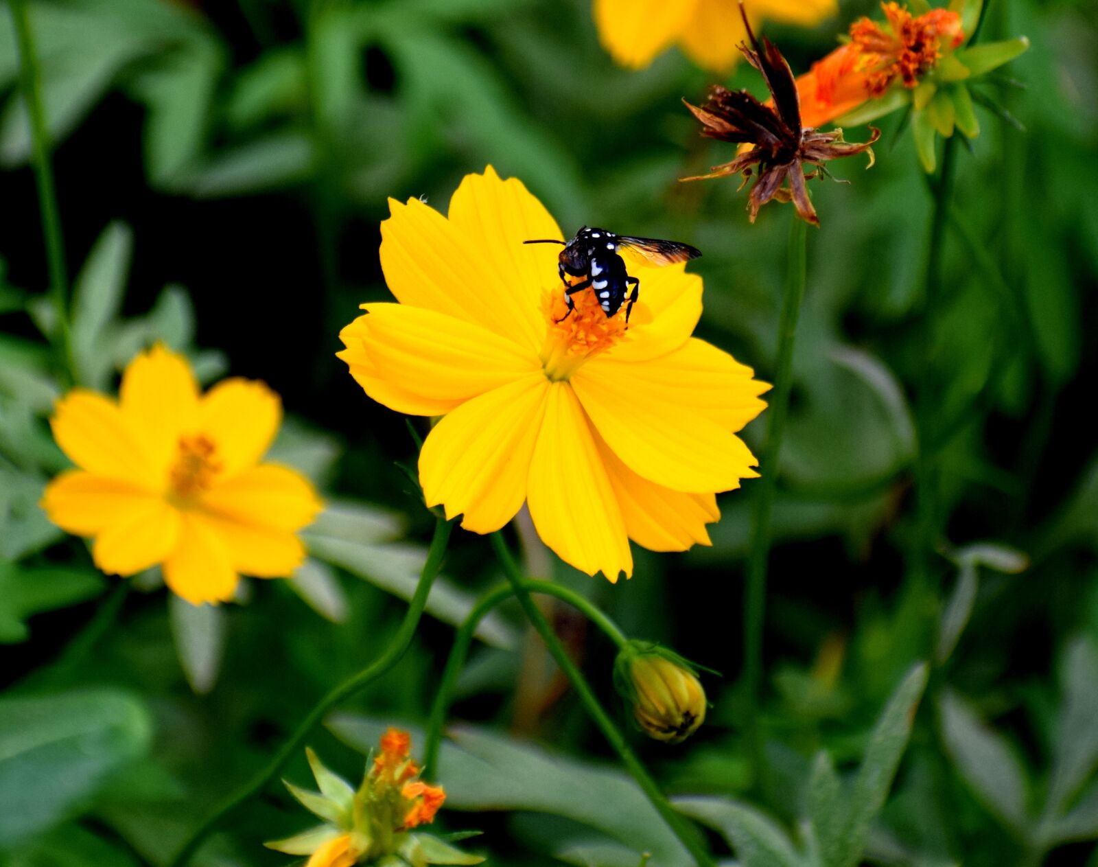 Nikon D3300 sample photo. Nature, flora, in photography
