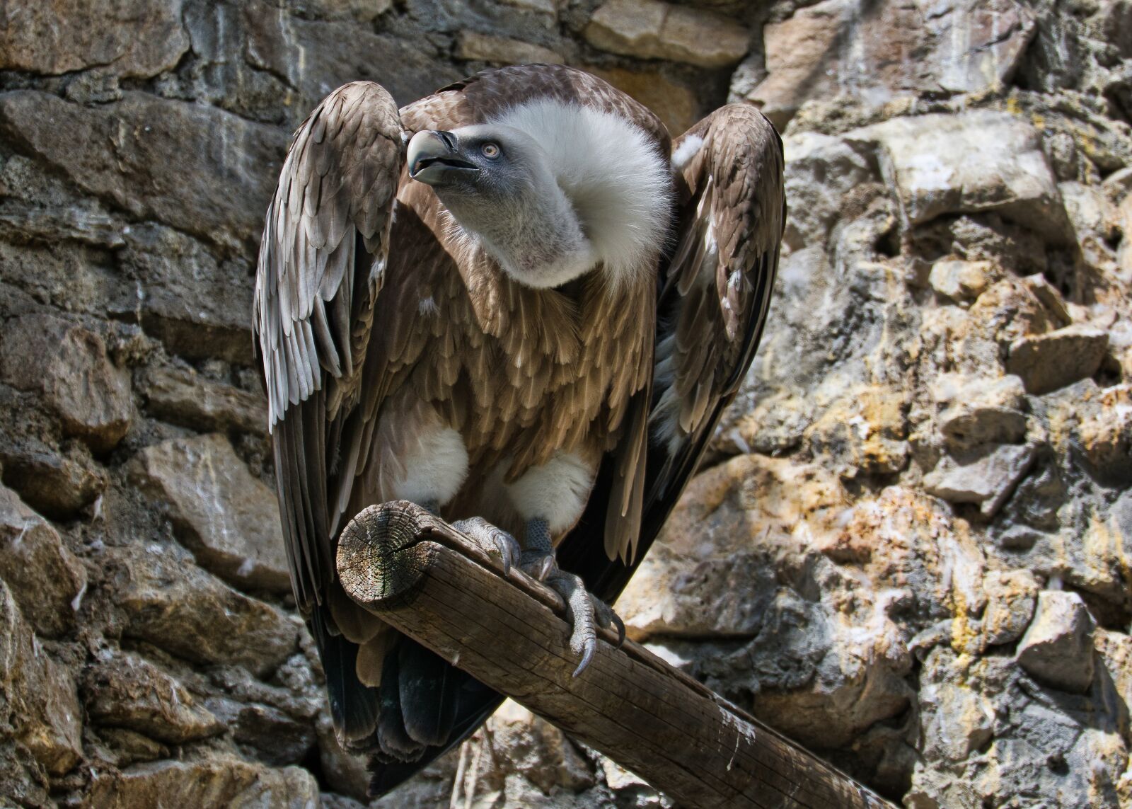Nikon D5300 sample photo. Vulture, scavengers, animal photography