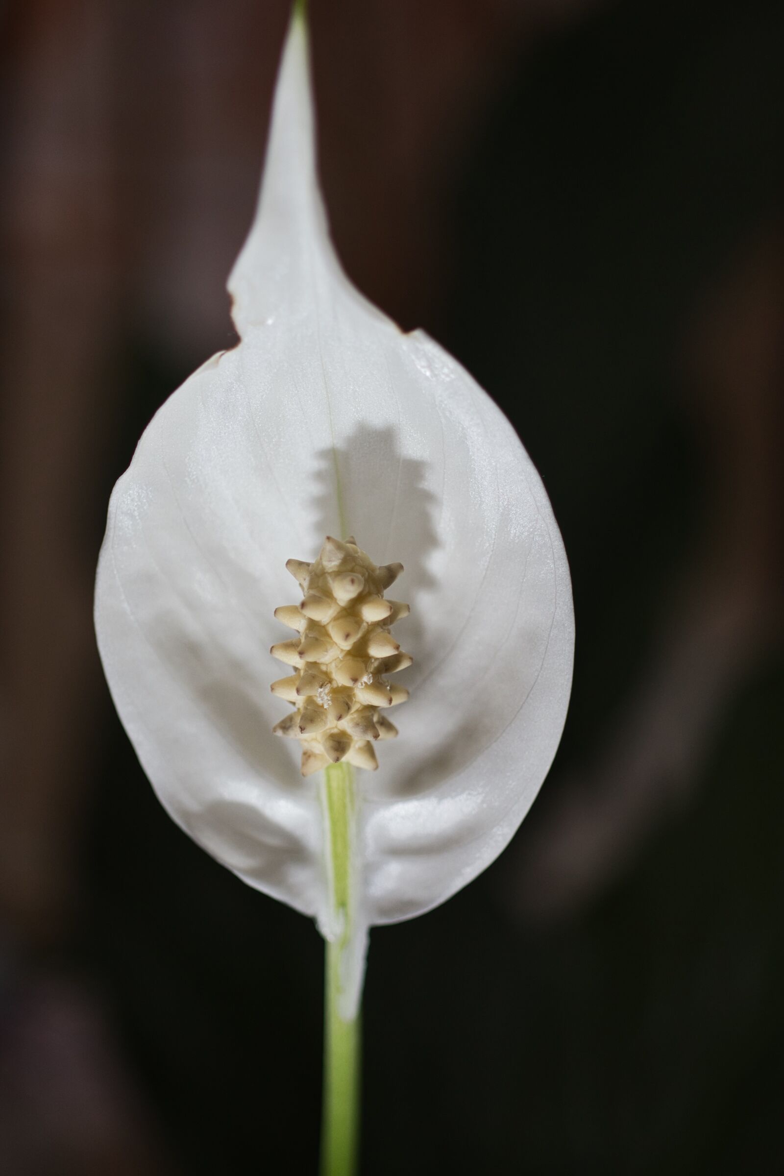 Canon EOS 800D (EOS Rebel T7i / EOS Kiss X9i) sample photo. Orchid, flower, blossom photography