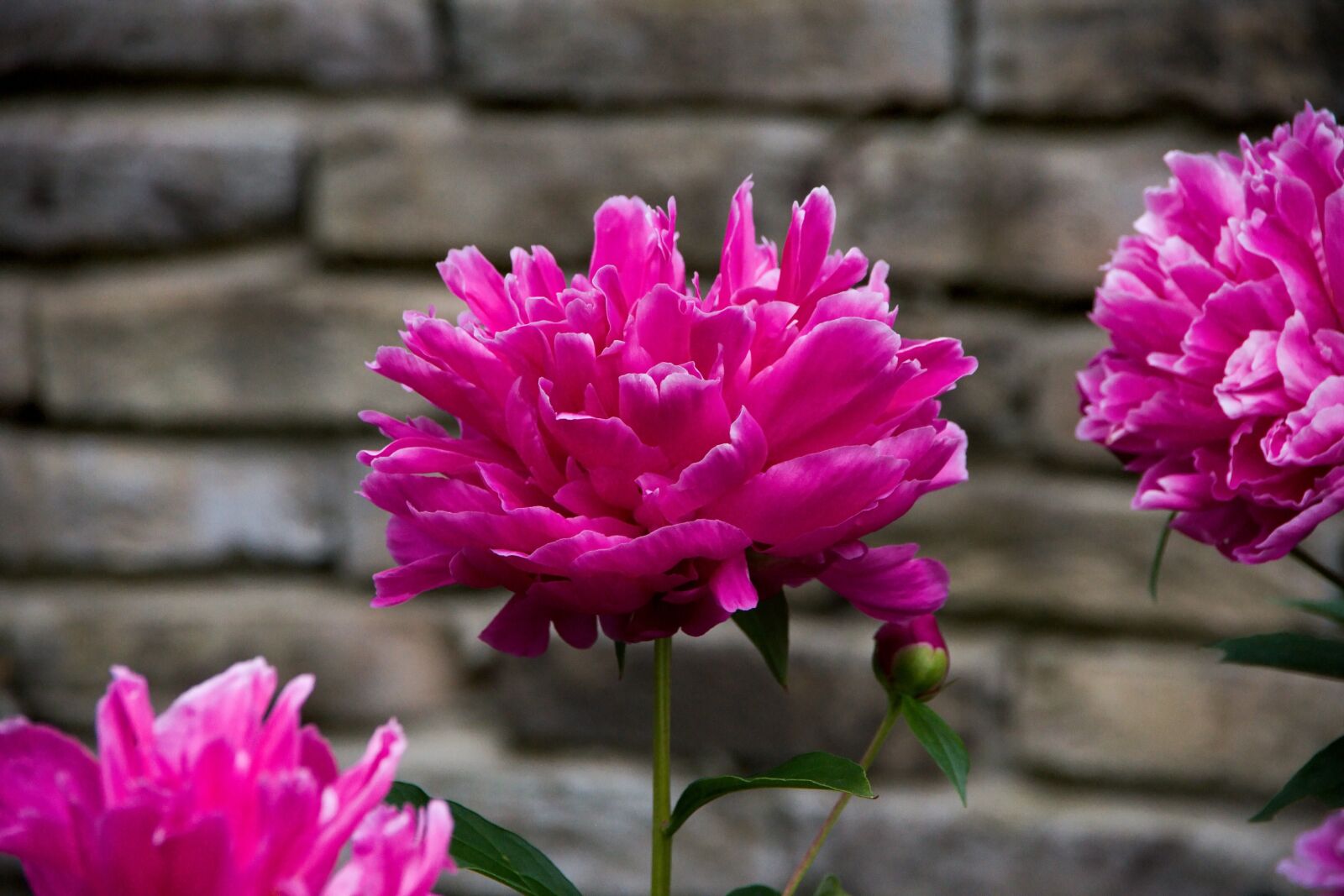 Canon EOS-1D Mark III sample photo. Plant, flowers, garden photography
