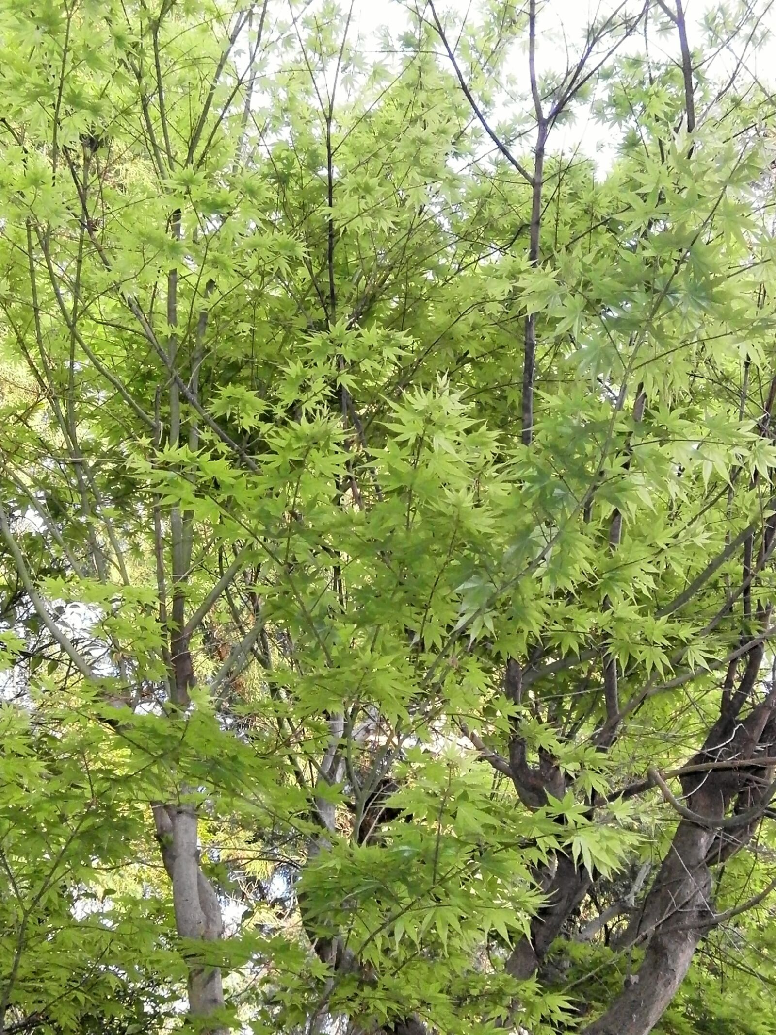 Olympus VG110,D700 sample photo. Maple, green, fresh green photography