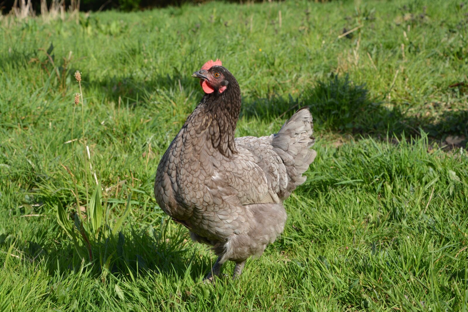 Nikon D5200 sample photo. Hen, ash, laying hens photography