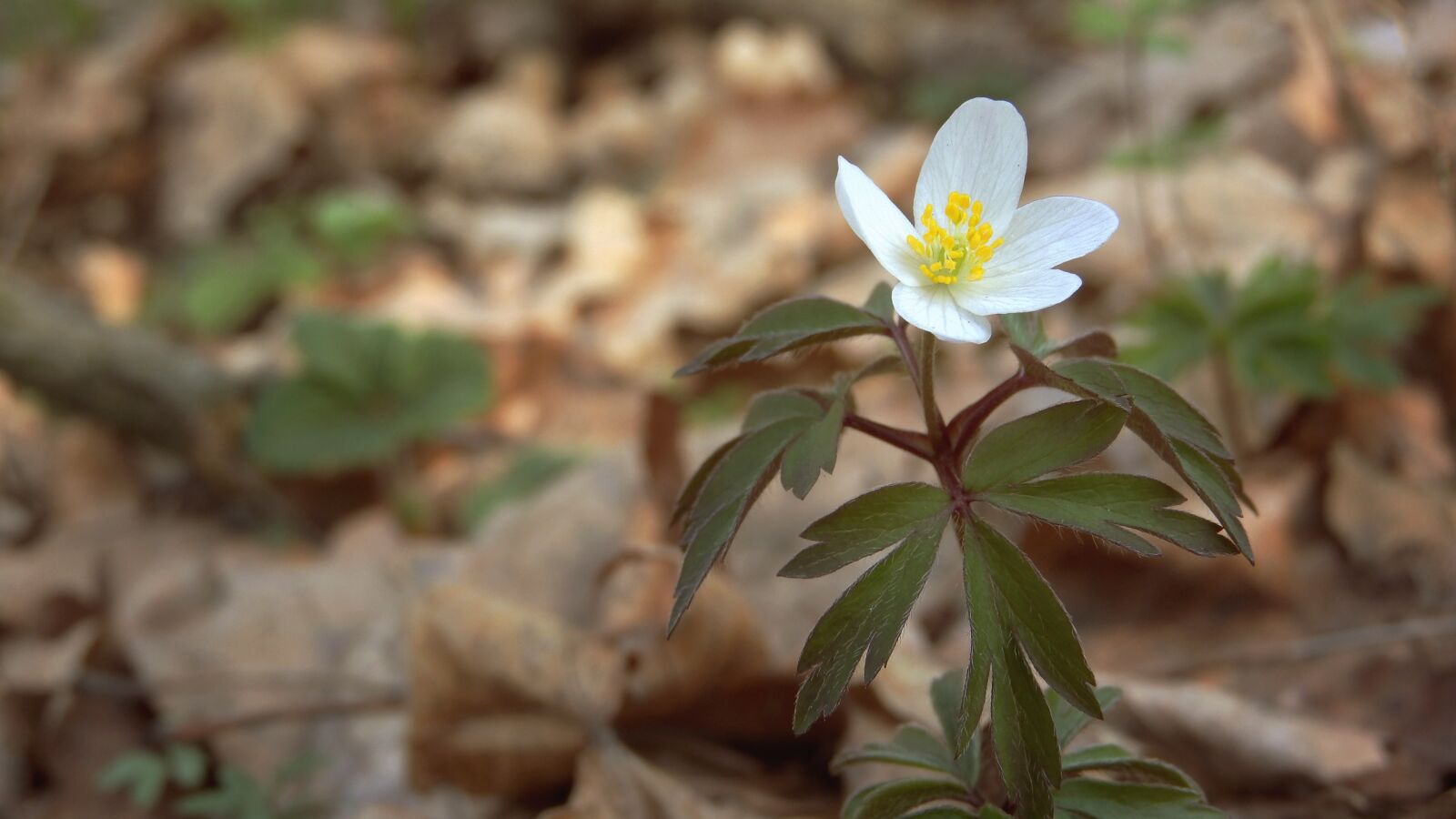 Nikon Coolpix P610 sample photo. Anemone nemorosa, anemone, white photography