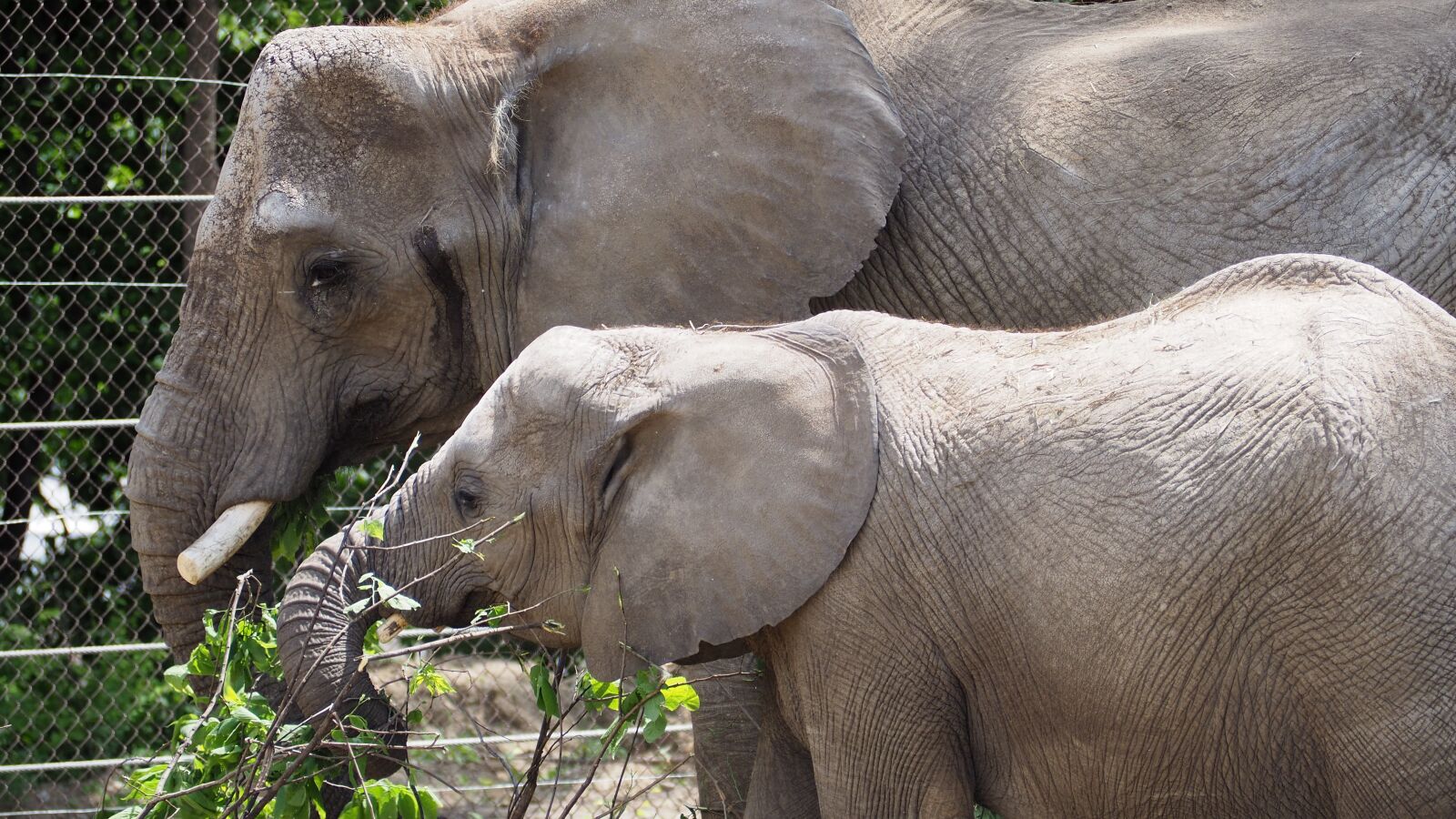 Olympus OM-D E-M10 II sample photo. Elephant, animal, nature photography