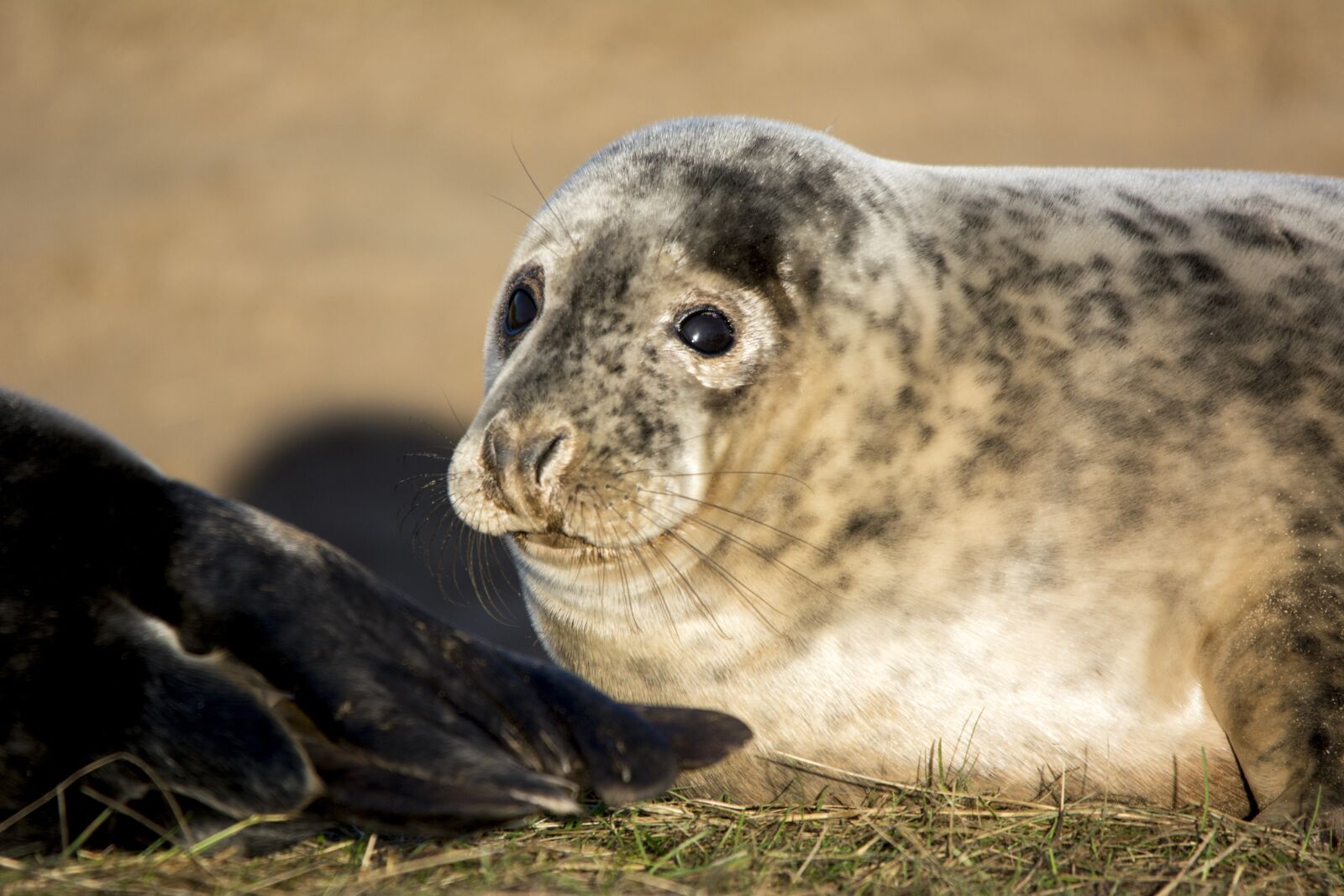 Nikon D5200 sample photo. Seal, closeup, wildlife photography