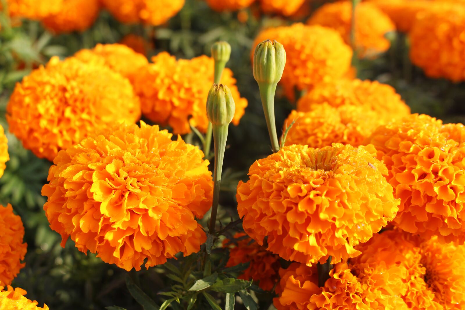 Canon EOS 700D (EOS Rebel T5i / EOS Kiss X7i) sample photo. Flowers, garden, orange flower photography