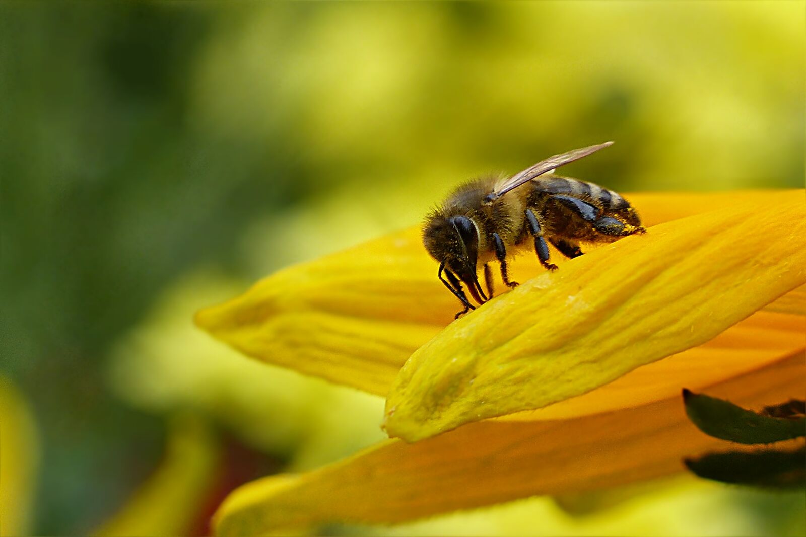 Panasonic Lumix DMC-FZ200 sample photo. Animal, insect, bee photography