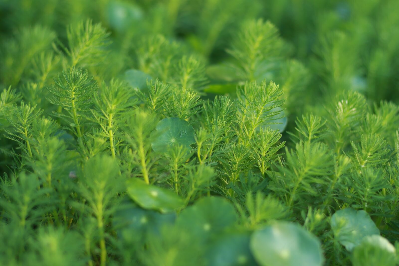 Canon EOS 7D Mark II sample photo. Plant, nature, leaf photography