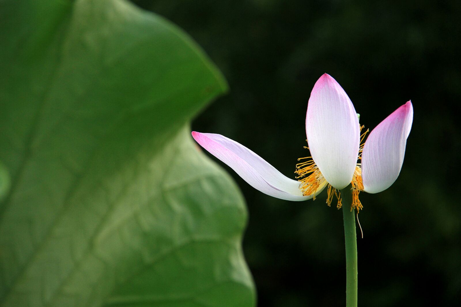 Canon EOS 7D sample photo. Lotus, white, withers photography