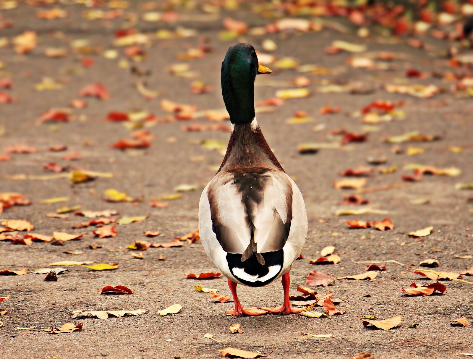 Canon EOS 550D (EOS Rebel T2i / EOS Kiss X4) sample photo. Drake, duck, duck bird photography