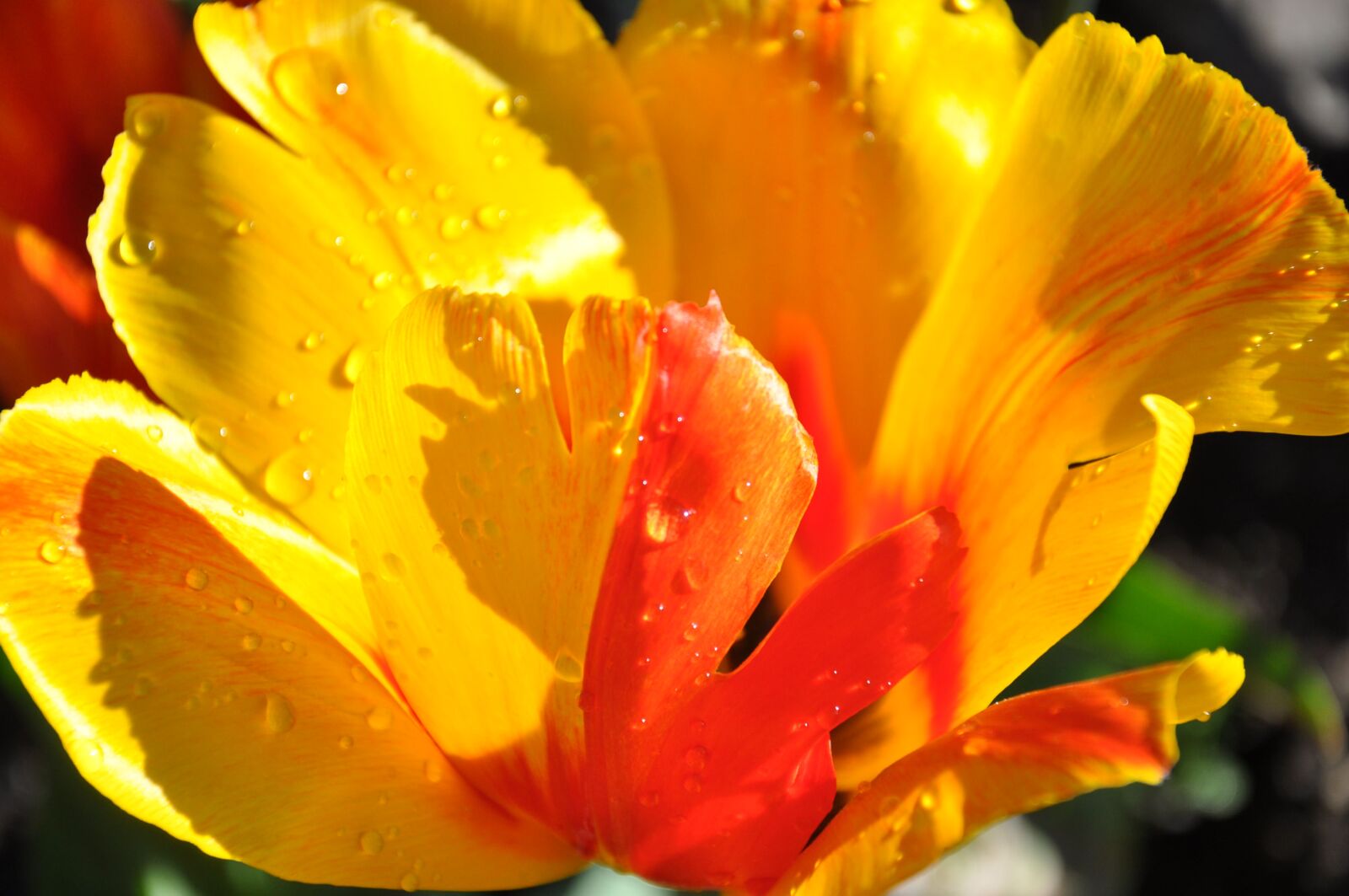 Nikon D5000 sample photo. Tulip, yellow, red photography