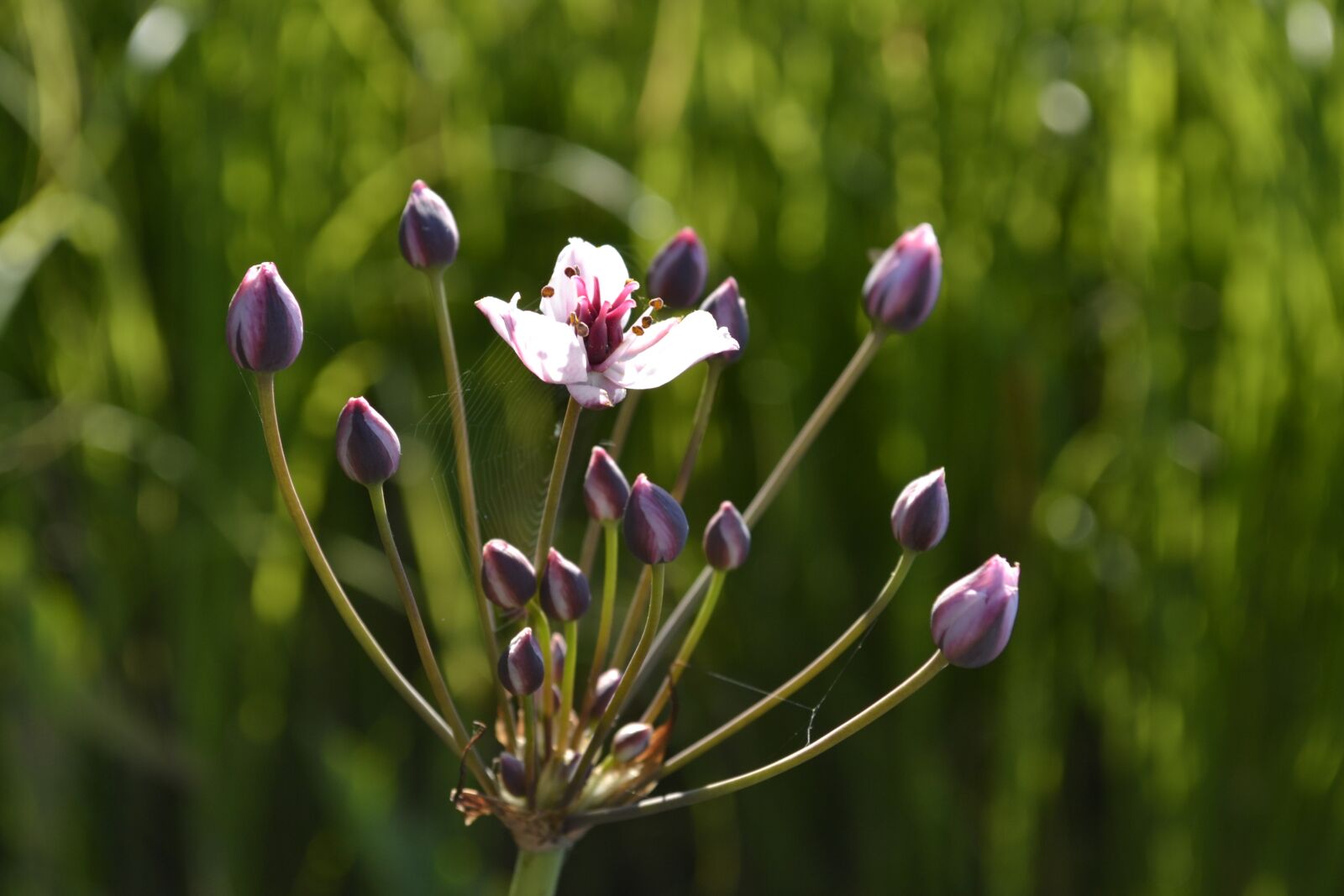Nikon D3100 sample photo. Flowers, nature, plant photography