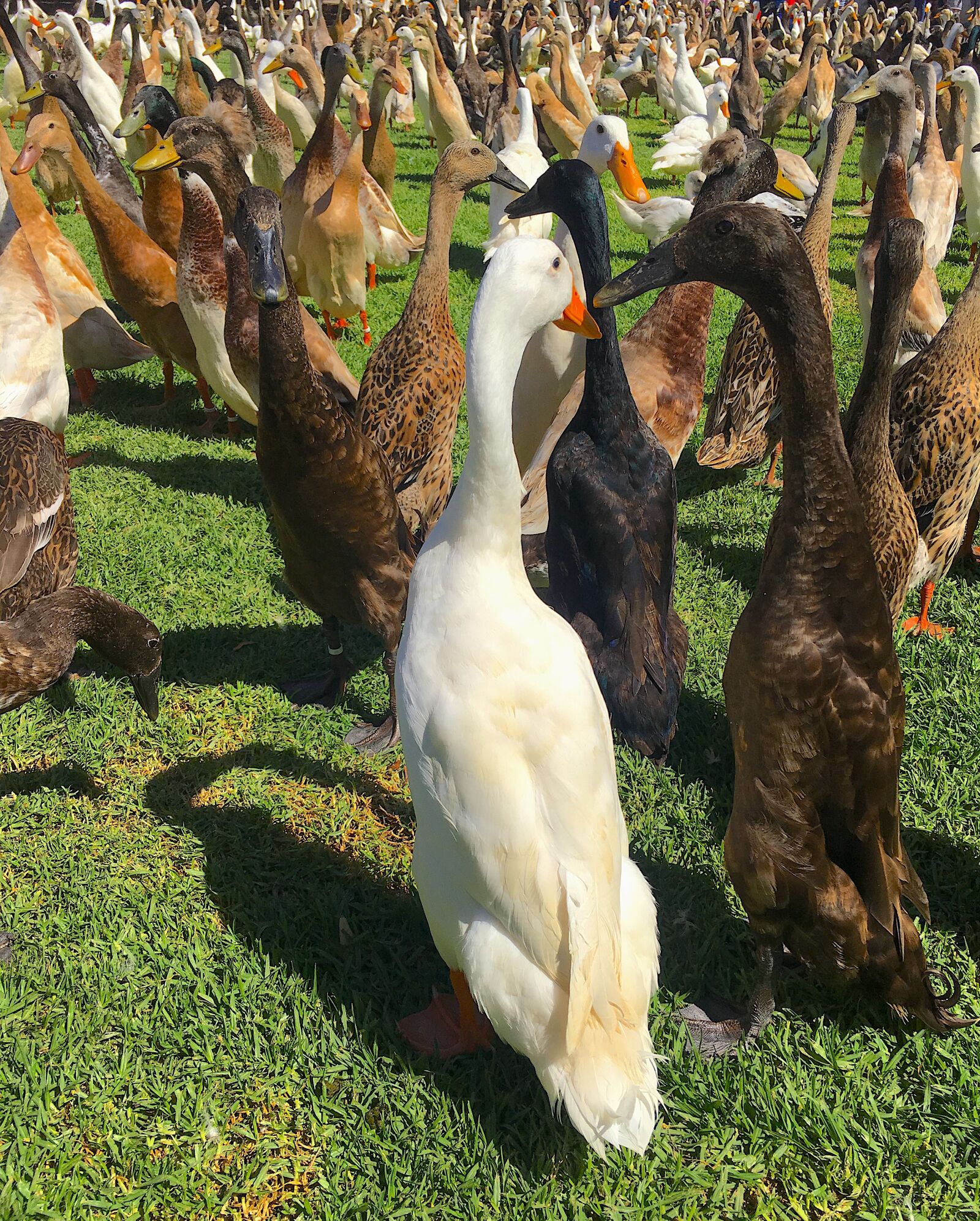 Apple iPhone 6s sample photo. Indian runner duck, duck photography