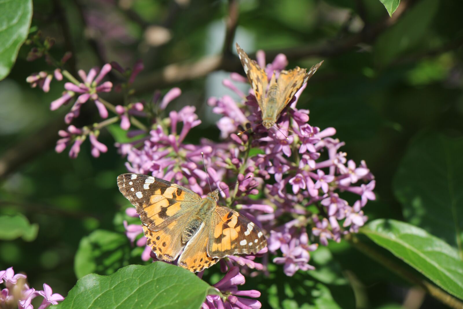 Canon EF-S 18-135mm F3.5-5.6 IS USM sample photo. Butterfly, lilac, insect photography