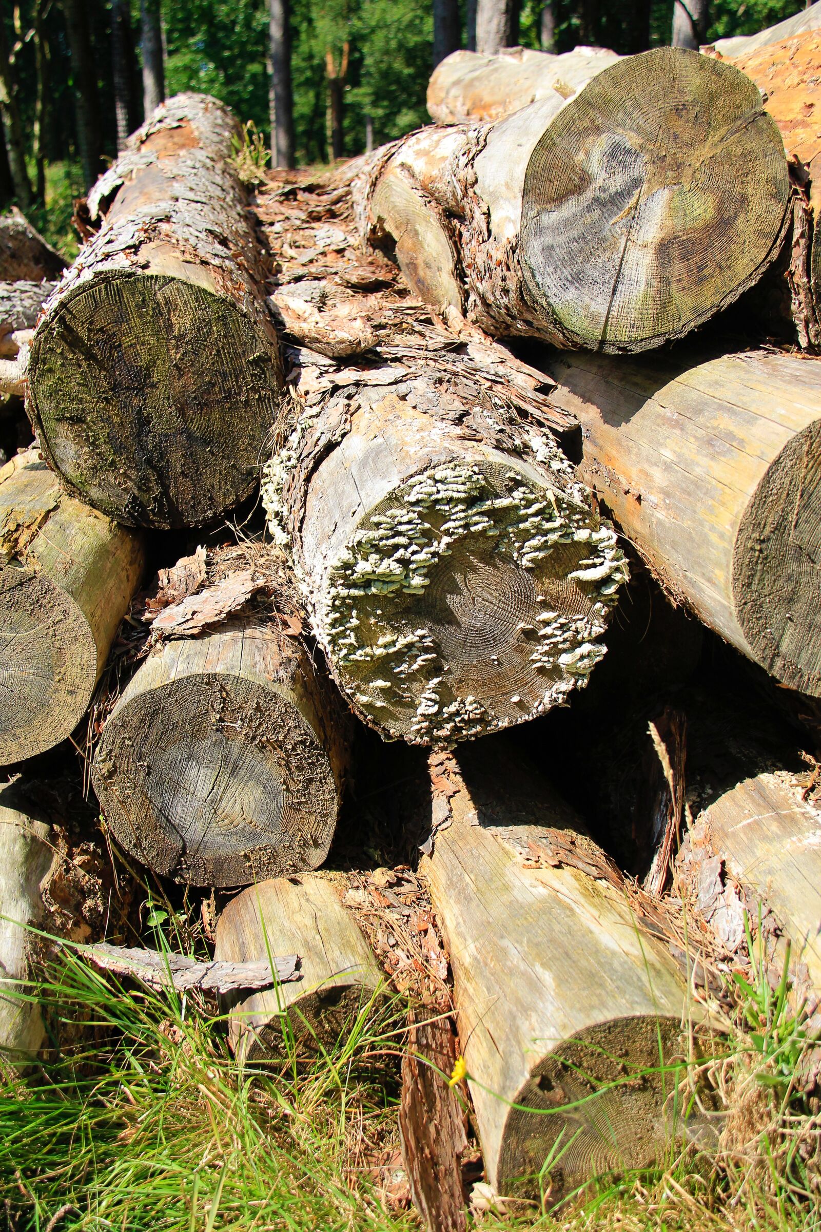 Canon EF-S 18-200mm F3.5-5.6 IS sample photo. Tree, trunks, nature photography