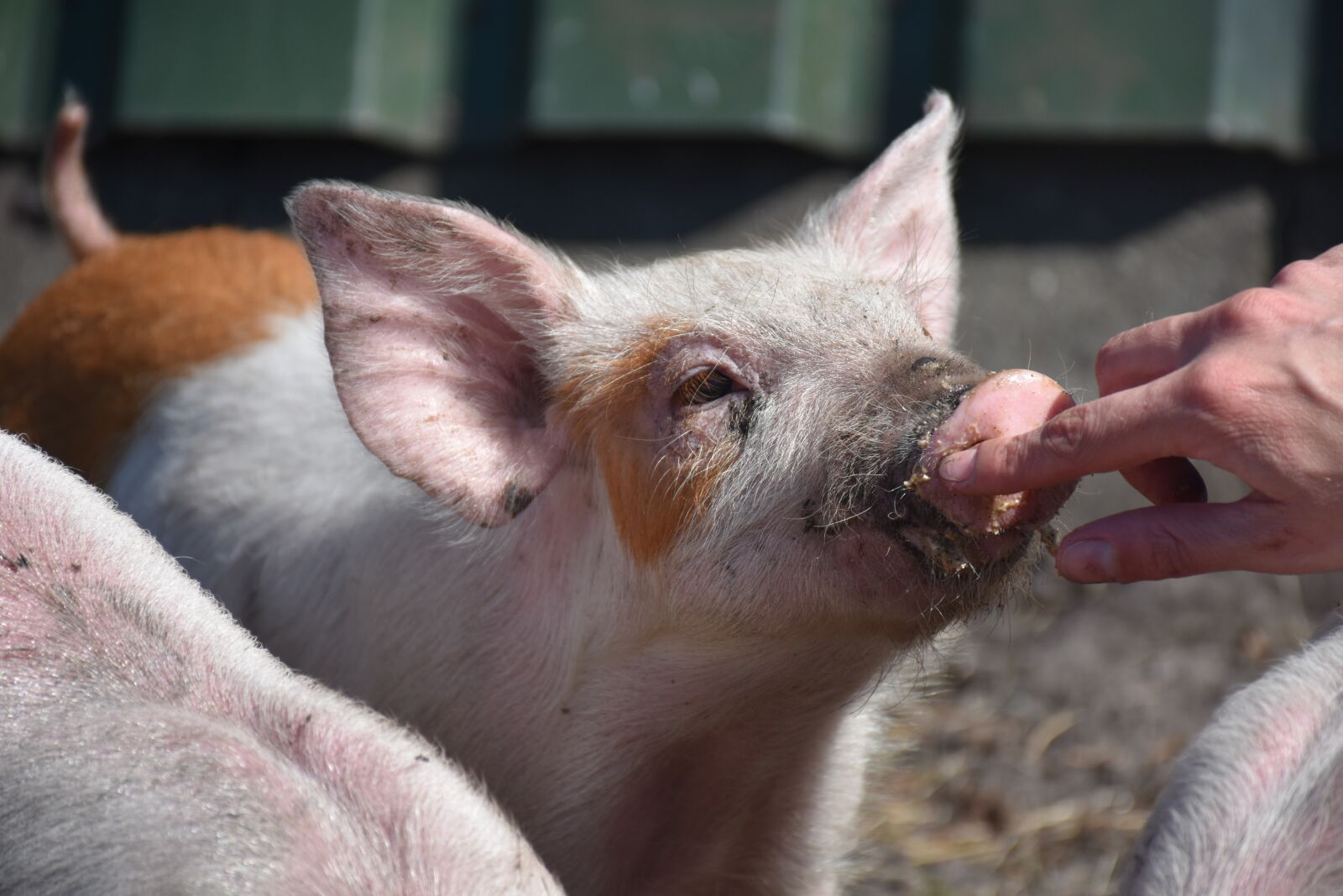 Nikon D5500 sample photo. Piglet, young, small photography