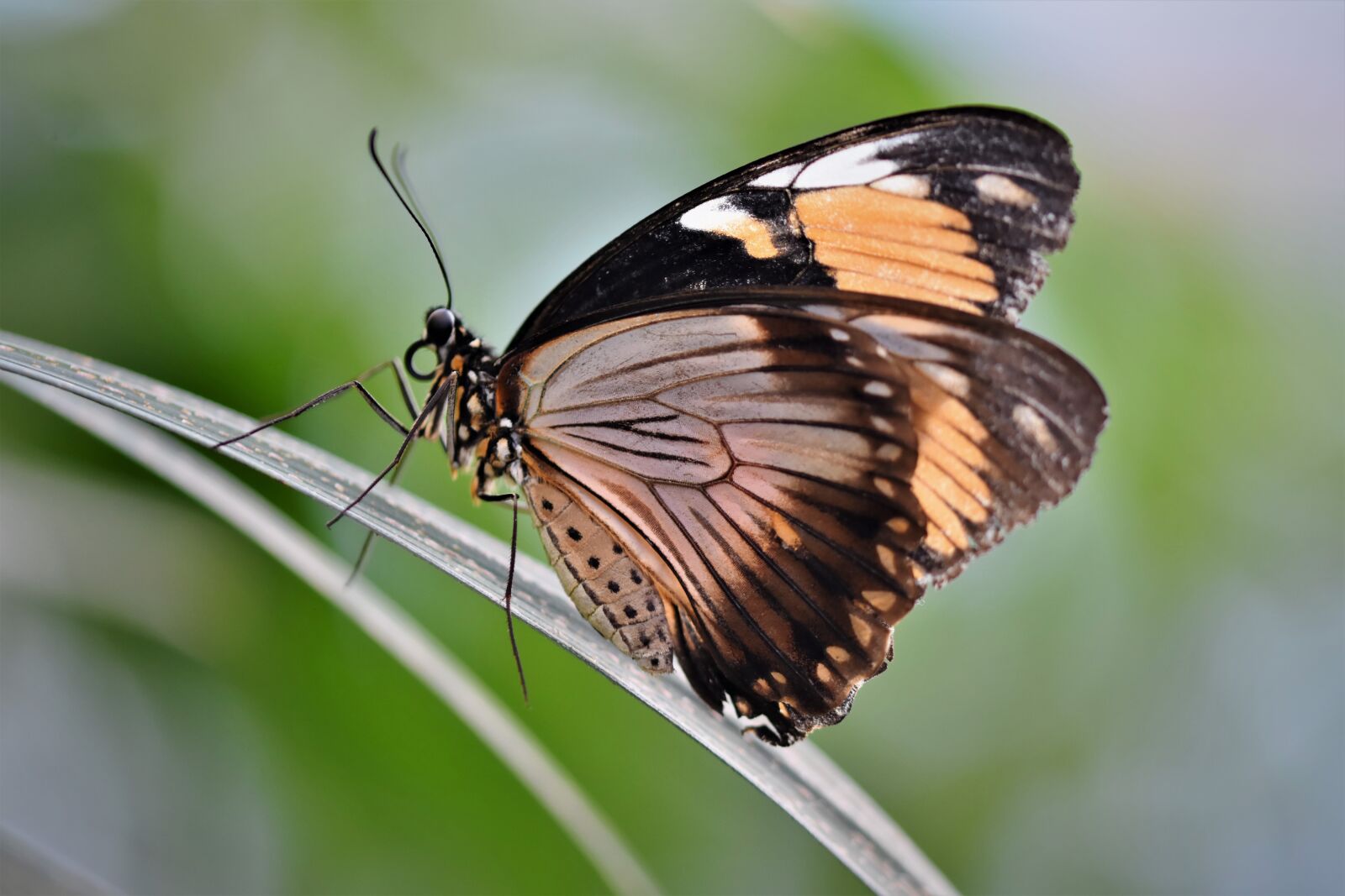 Nikon D7200 sample photo. Butterfly, tropical butterfly, exotic photography