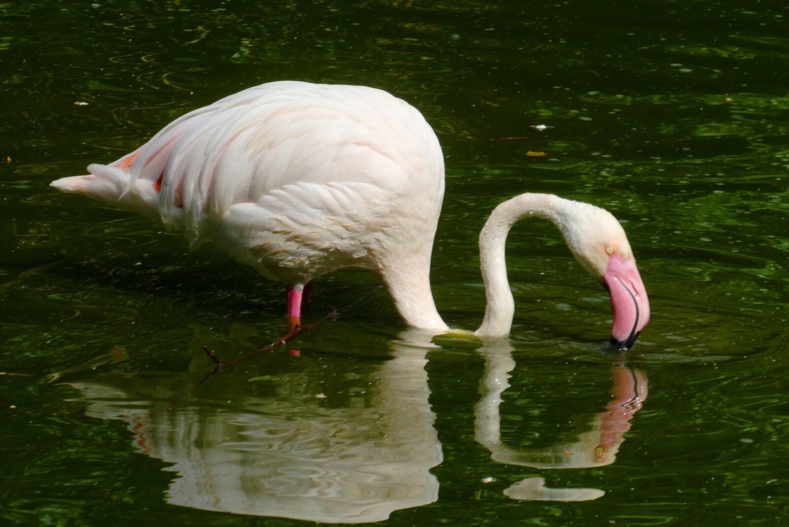 Panasonic Lumix DC-ZS70 (Lumix DC-TZ90) sample photo. Flamingo, pond, bird photography