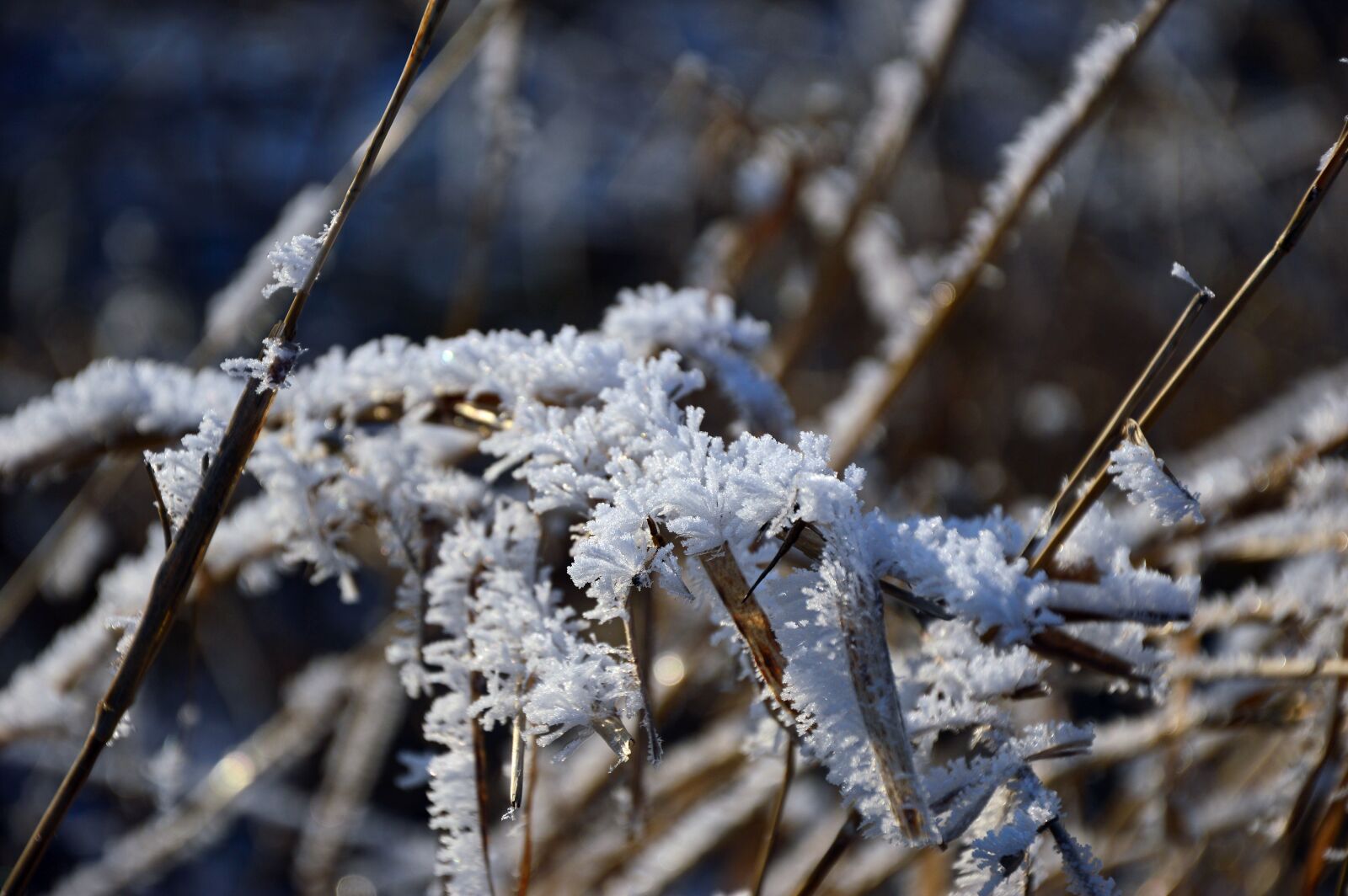 Nikon D3200 sample photo. Ice, eiskristalle, ripe photography