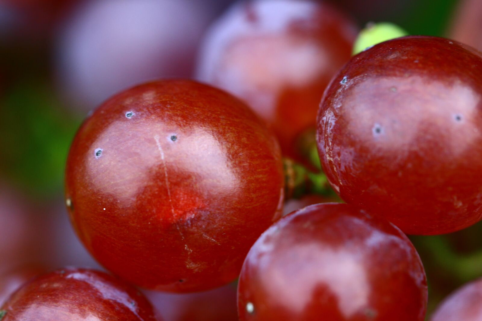 Canon EF 100mm F2.8L Macro IS USM sample photo. Grape, red, wine photography