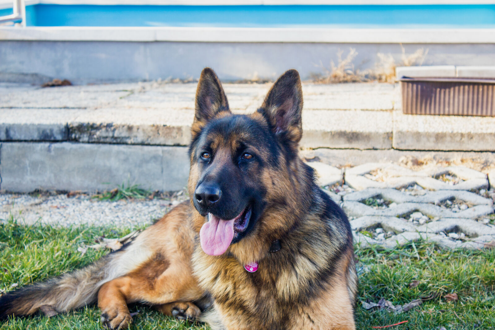 Canon EF-S 18-55mm F3.5-5.6 IS sample photo. Adorable, animal, breed, canine photography