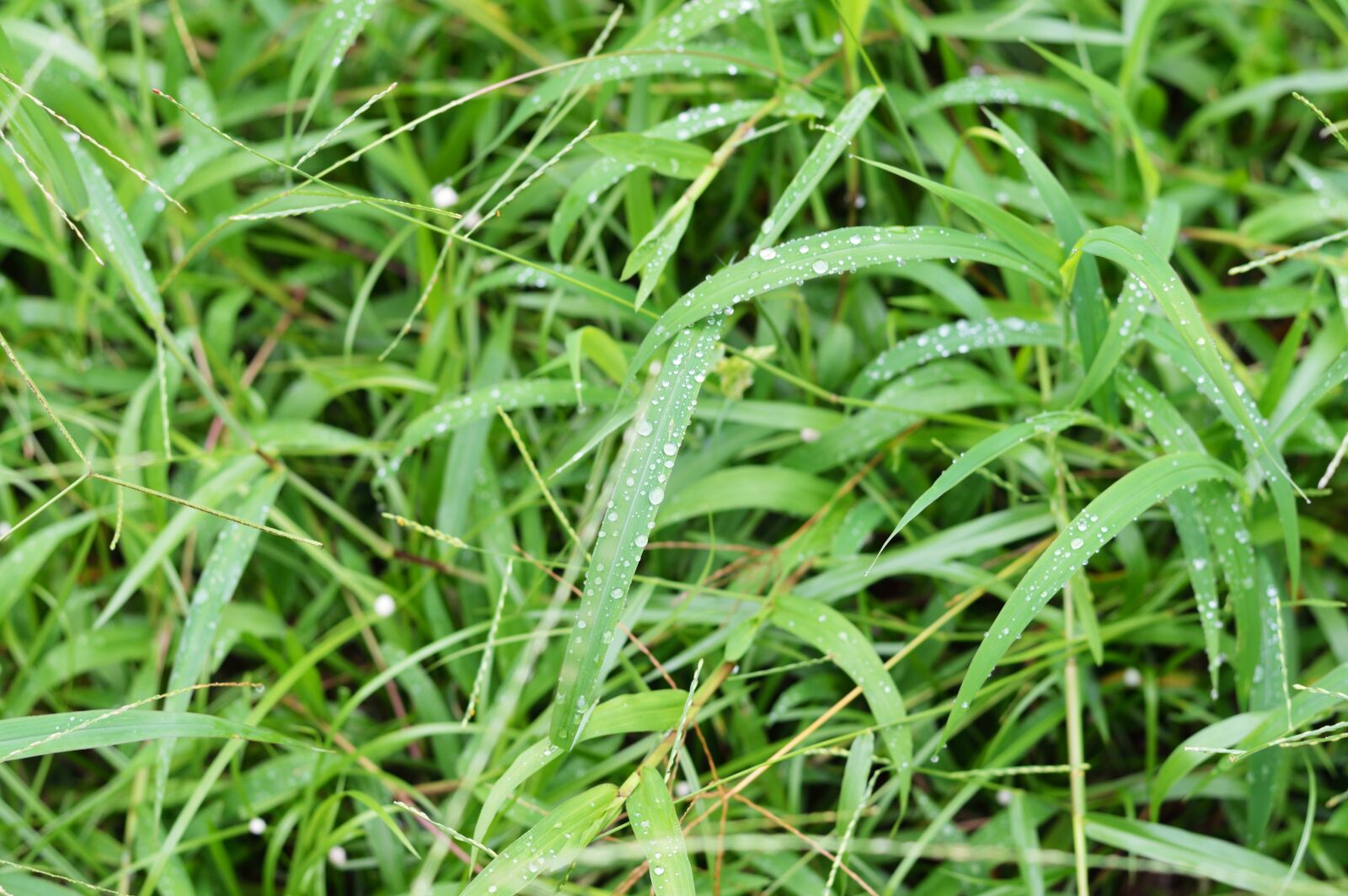 Nikon D3200 sample photo. Spring, detail, approach photography