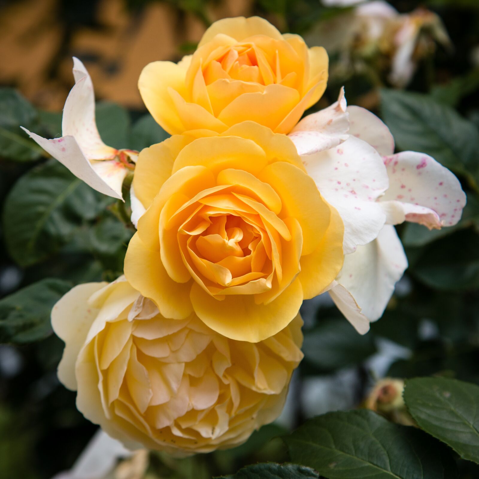 Canon EOS 70D sample photo. Rose, flower, flora photography