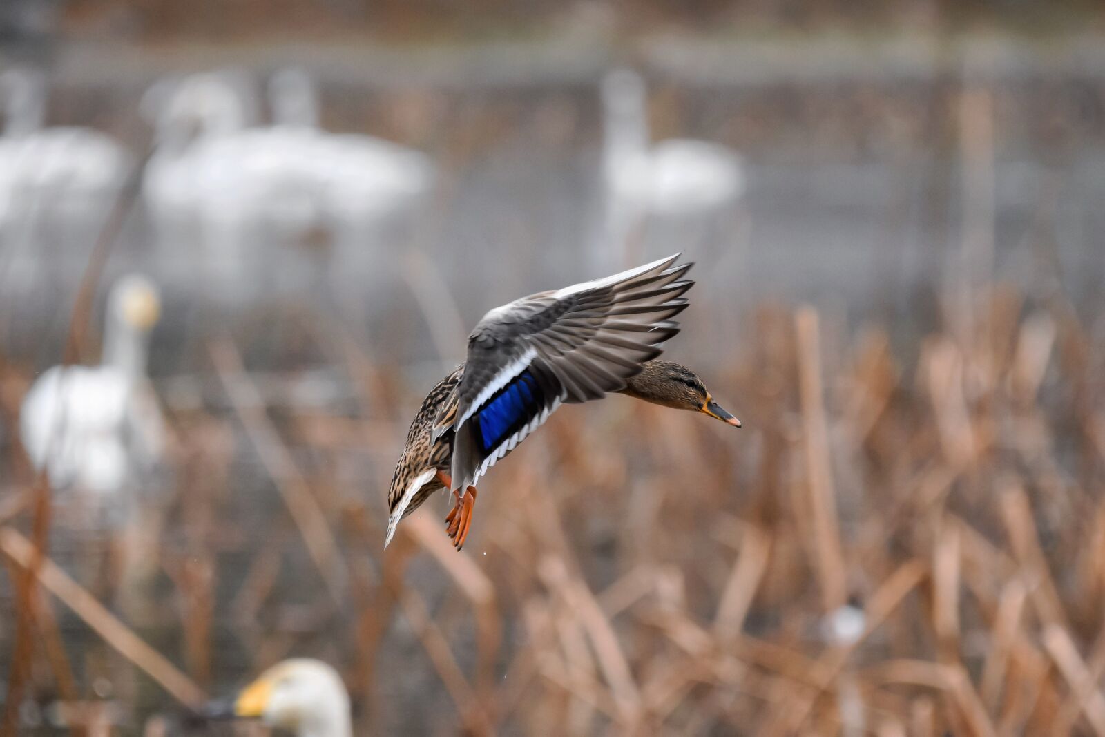 Nikon D7200 sample photo. Animal, pond, bird photography