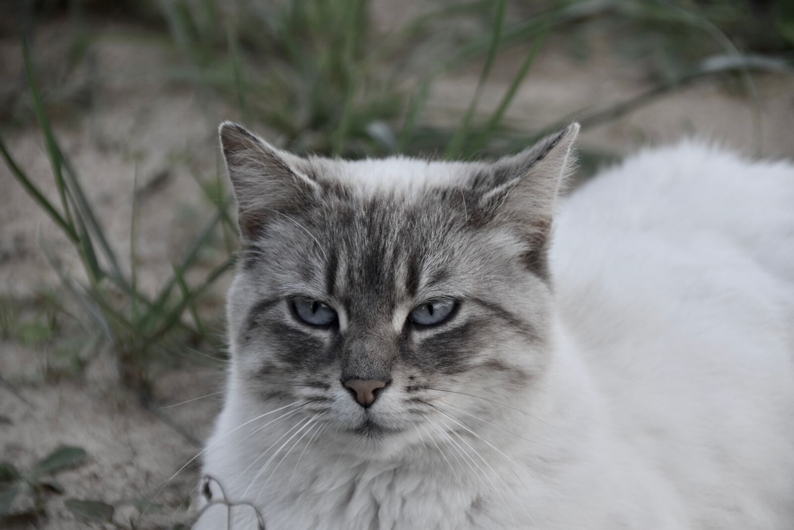 Nikon D5600 sample photo. Cat, feline, mammal photography