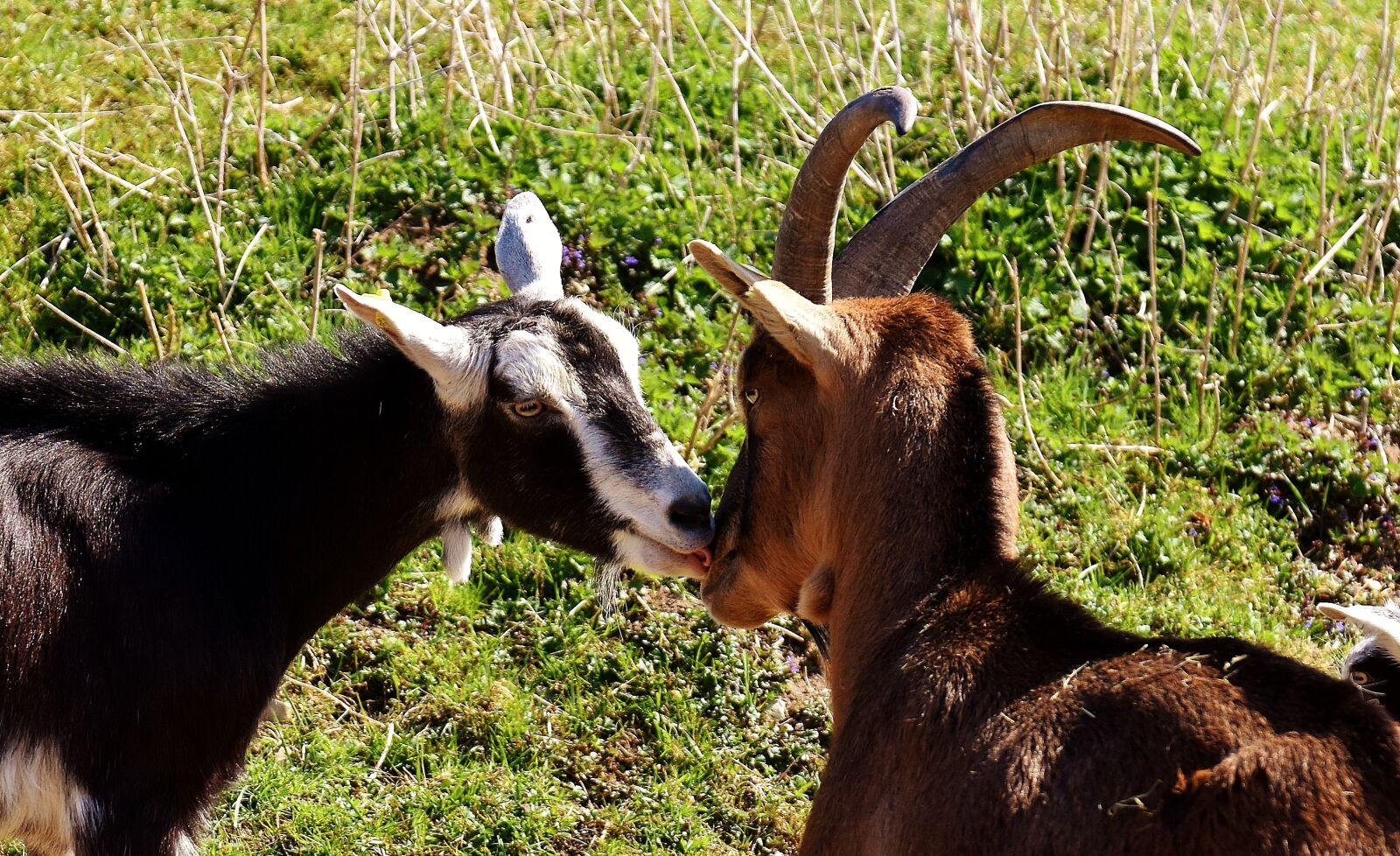 Nikon D7200 sample photo. Goats, pair, smooch photography