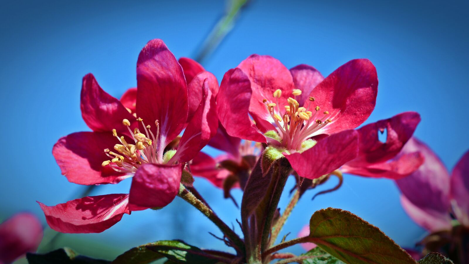 Nikon D5200 sample photo. Apple blossom, fruit tree photography