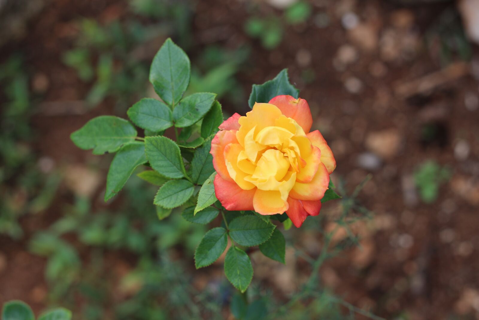Canon EF 50mm F1.8 STM sample photo. Multicolored, bright, rose photography