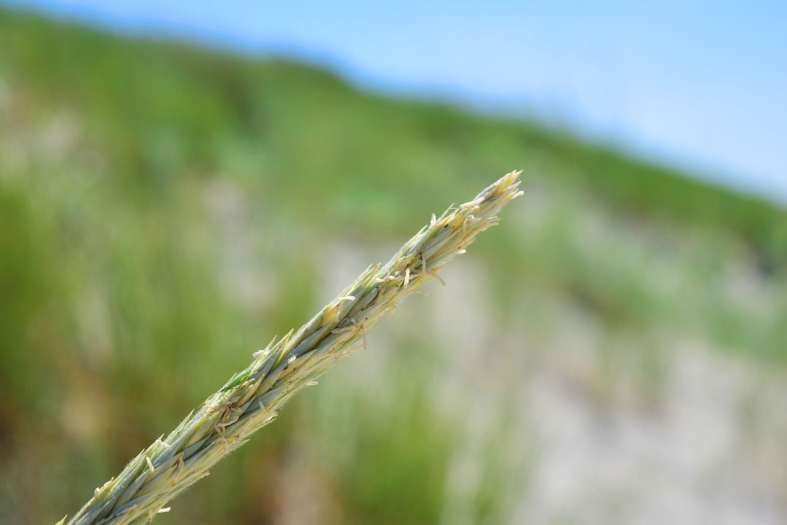 Nikon D5300 sample photo. Sedge, ear, reed photography