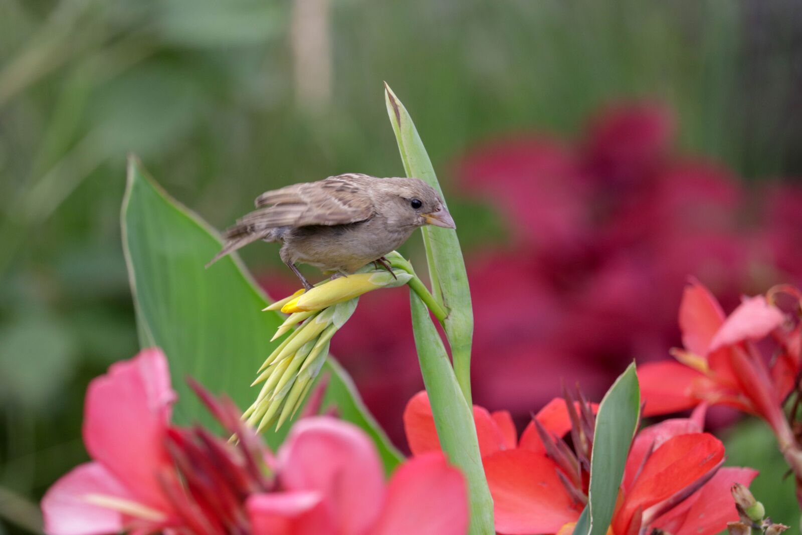 Canon EF-S 55-250mm F4-5.6 IS STM sample photo. Bird, flower, green photography