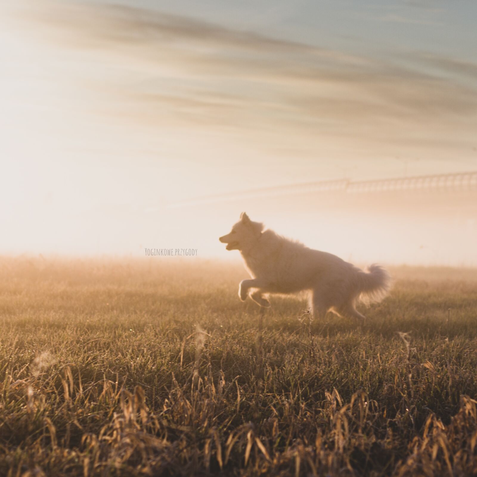 Canon EOS 80D sample photo. Dog, happy, sunset photography