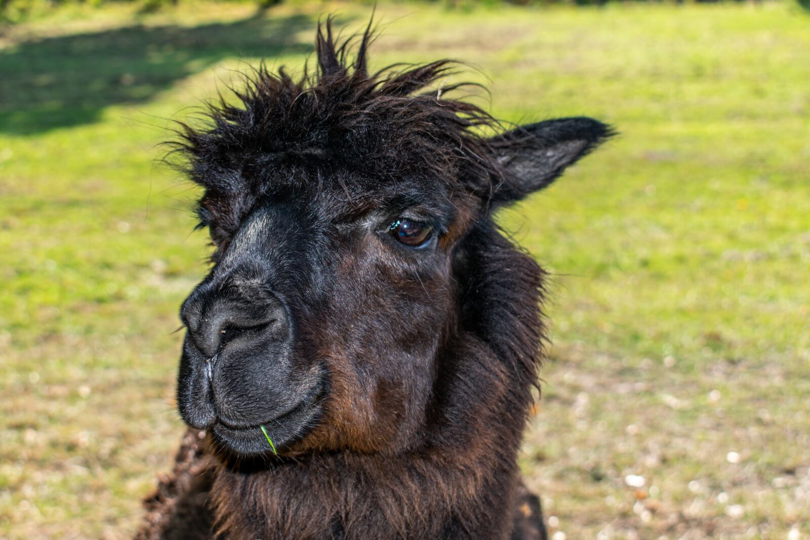 Nikon D5300 sample photo. Lama head, lama, black photography