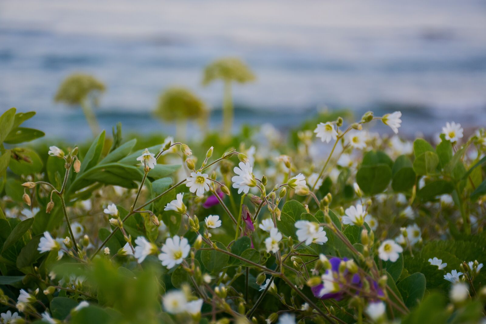 Nikon D7100 sample photo. Beautiful, bloom, blossom photography