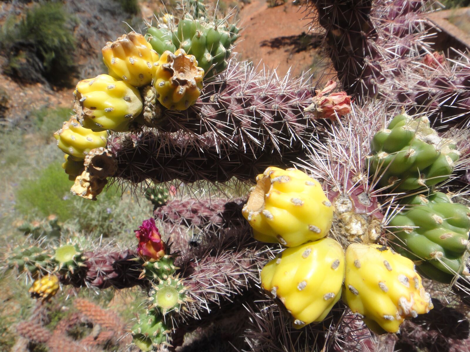 Sony DSC-TX7 sample photo. Arizona, flower, cactus photography