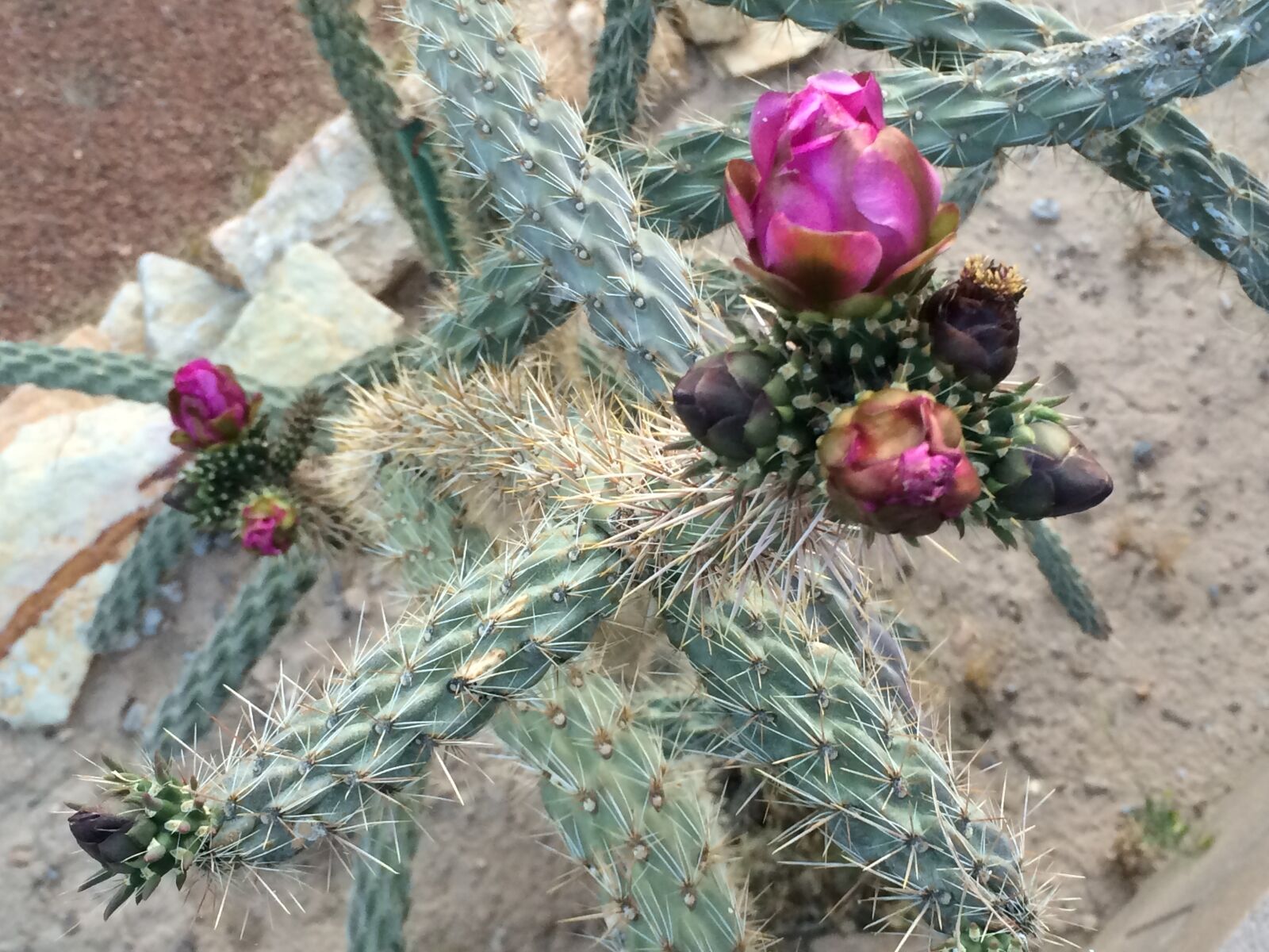 Apple iPhone 5s sample photo. Cactus, cholla, flowers photography