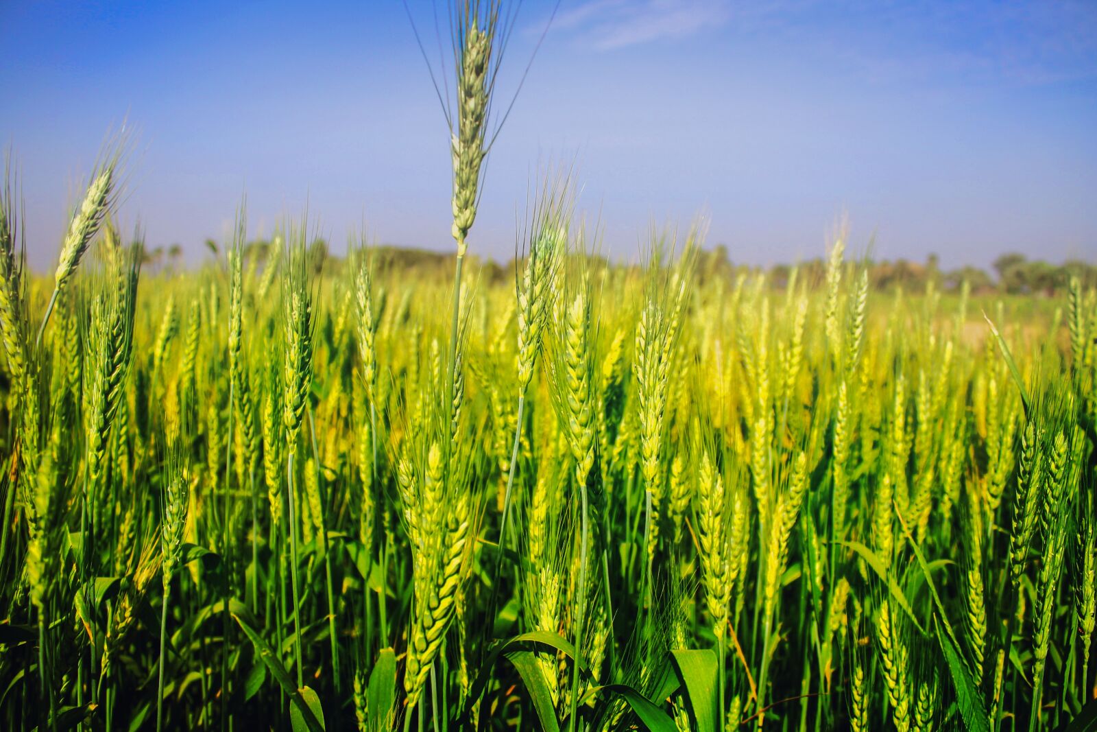 Canon EOS 1000D (EOS Digital Rebel XS / EOS Kiss F) sample photo. Wheat, field, agriculture photography